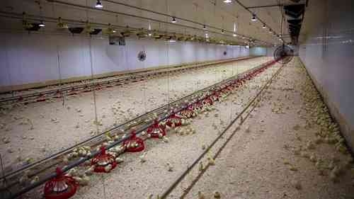 一座现代养鸡场