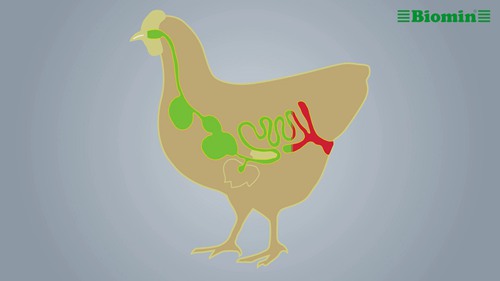 家禽热应激反应