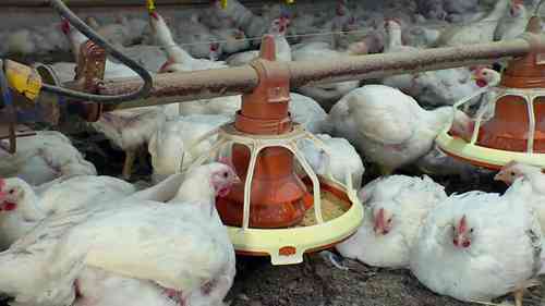 肉鸡饲料的制作