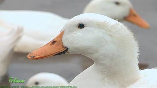 开放式露天养鸭场