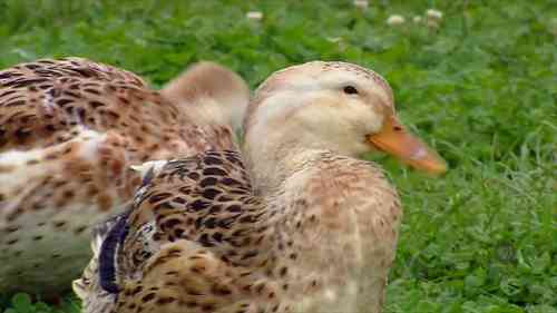 鸭子的有机养殖