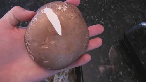 种植蘑菇和制作堆肥