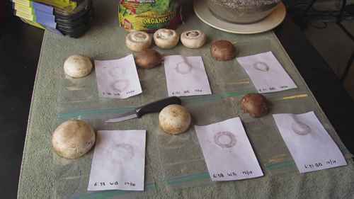 收集孢子与蘑菇孢子印花