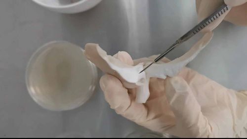 蘑菇菌丝培养物的制备