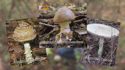 森林里的白泡芙球蘑菇