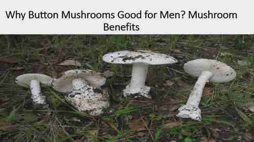 为什么蘑菇对人有好处
