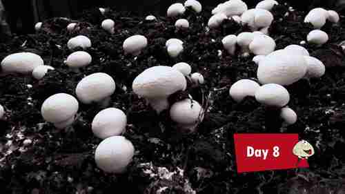 蘑菇的生长和采摘