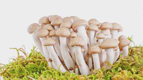 蘑菇是怎么生长的