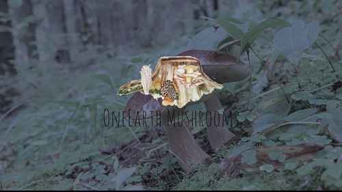 蘑菇如何在野外生长