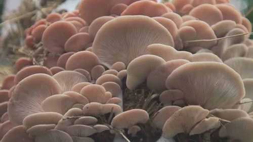 如何在花园种植蘑菇