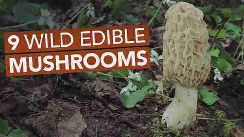 春季可食用的野生蘑菇