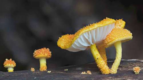 菌类如何改变了我的世界观