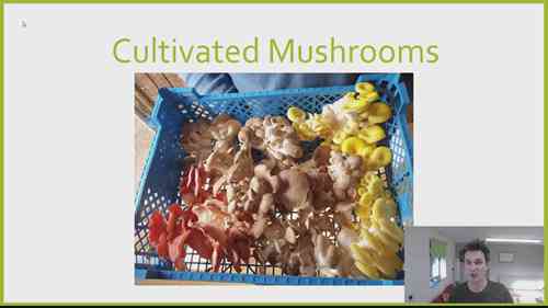 20种常见的蘑菇