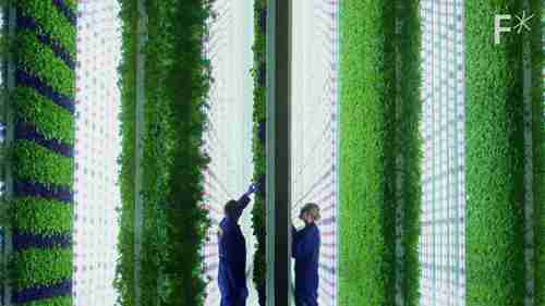 垂直农场种植经济作物