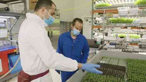 室内垂直农场如何进行种植