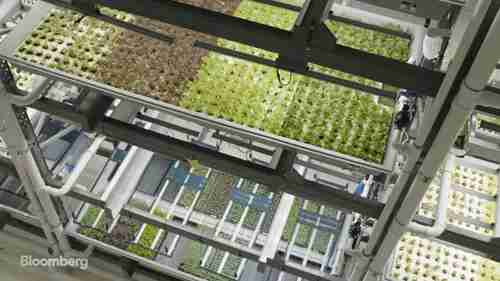 高科技垂直农场的农民