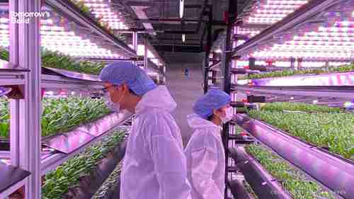 新加坡的垂直农场计划