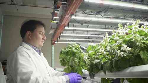 普林斯顿大学的垂直农场项目