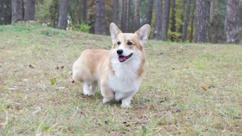 了解狗狗的种类 1