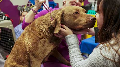 了解狗狗的种类 2