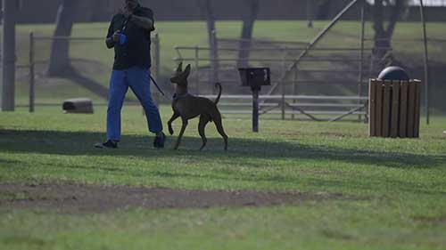 法老猎犬的介绍