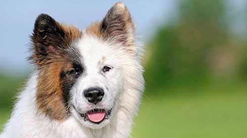 小耳犬的饲养和训练