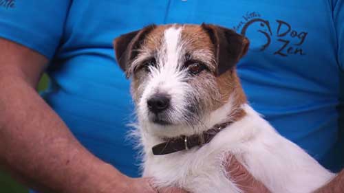 选择适合你的宠物狗