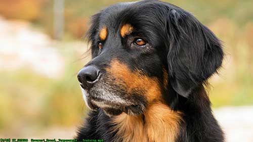 荷花瓦特犬的品种介绍和训练