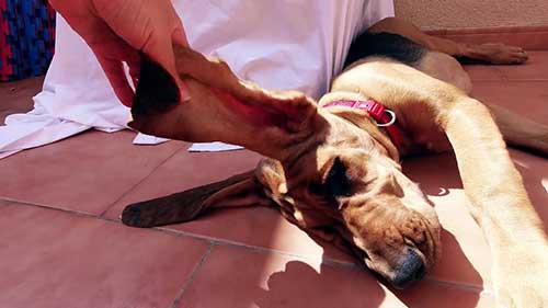 寻血猎犬基本介绍