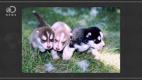 驯养狗狗的历史