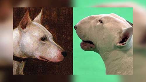 狗狗品种在100年间的变迁