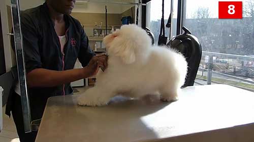 10种不易脱毛的小型犬种