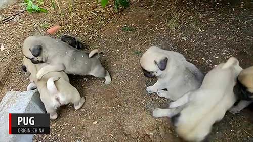 关于幼犬的基本知识