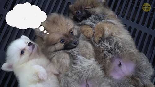 2020年印度最昂贵的犬种