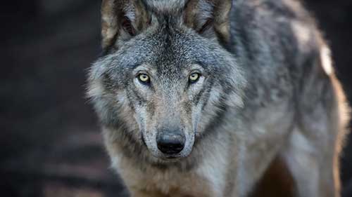 最接近狼的狗品种