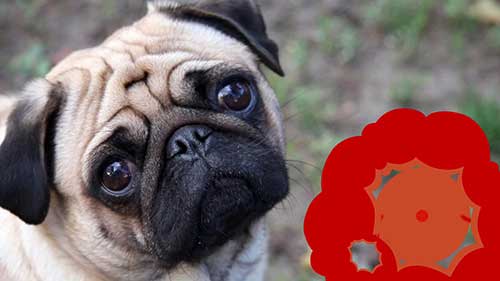 10种最小的狗狗品种