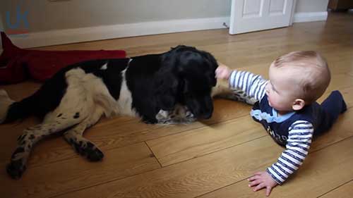 世界上最稀有的犬种