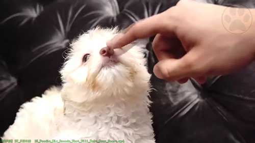 15种混血品种的贵兵犬