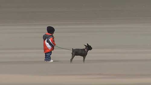 体型最大的10种犬
