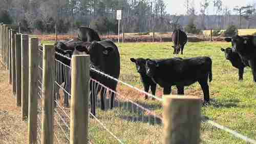 牛群矿物质缺乏