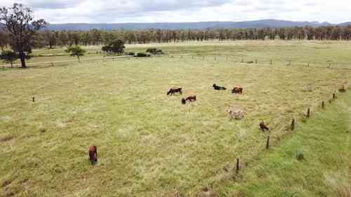 为牛补充磷元素