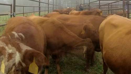 牛群的矿物质喂食器