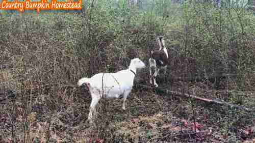 山羊的铜缺乏症