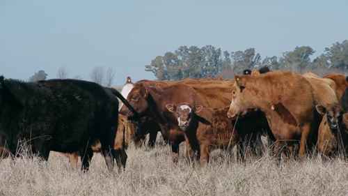 犊牛的腹泻和脱水治疗 1