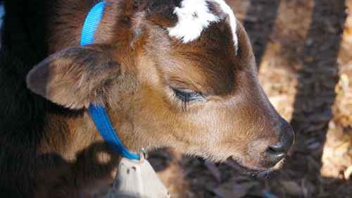 犊牛的腹泻和脱水治疗 2