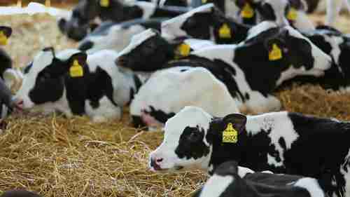 犊牛的腹泻和脱水治疗 3