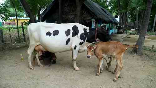 奶牛的钙缺乏症