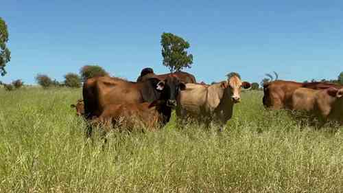 牲畜磷缺乏问题