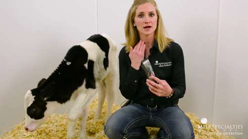 小牛的静脉输液治疗