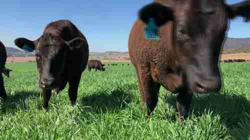 家畜的草痉挛症